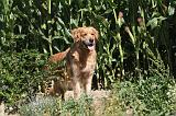 GOLDEN RETRIEVER 081